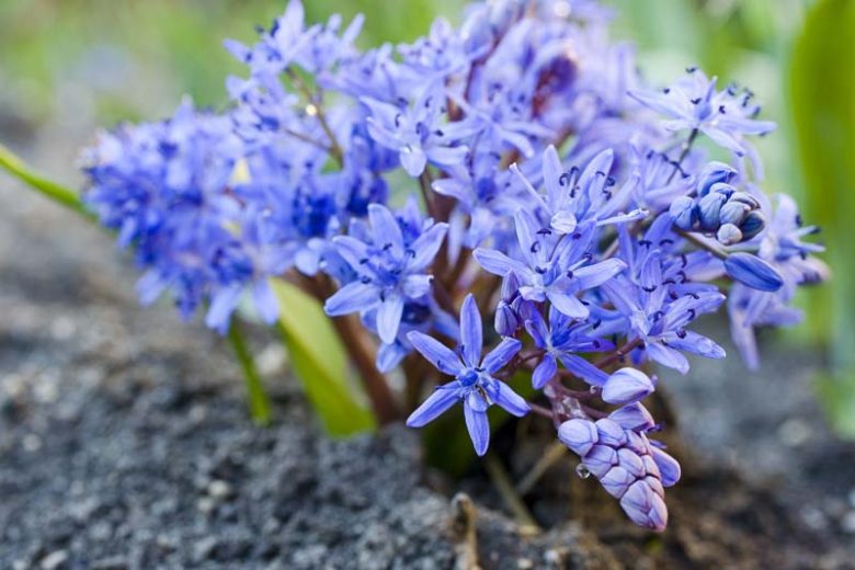Scilla Bifolia, Alpine Squill, Early Spring Squill, Two-Leaved Squill, Spring Bulbs, Spring Flowers, Blue Flowers, Blue Spring Flowers