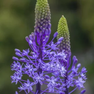 Scilla hyacinthoides, Hyacinth Squill, Spring Bulbs, Spring Flowers, Blue Flowers, Blue Spring Flowers