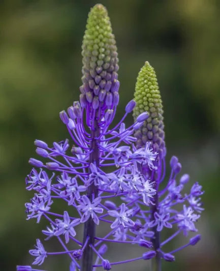 Scilla hyacinthoides, Hyacinth Squill, Spring Bulbs, Spring Flowers, Blue Flowers, Blue Spring Flowers