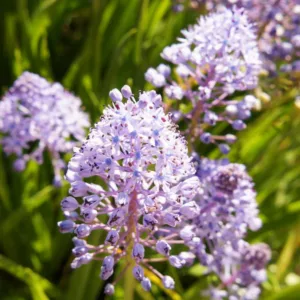 Scilla litardierei, Amethyst Meadow Squill, Dalmatian Scilla, Scilla amethystina, Scilla pratensis, Spring Bulbs, spring flowers, blue flowers, purple flowers