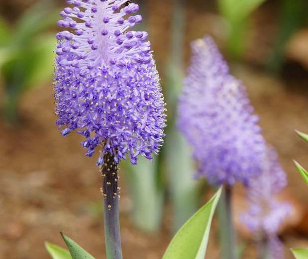 Scilla madeirensis, Madeiran Squill, Spring Bulbs, spring flowers, purple flowers