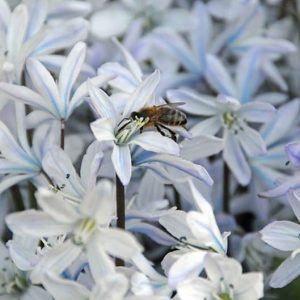 Squill Tubergiana,Scilla Mischtschenkoana, Spring Bulbs, Early Scilla, White Squill