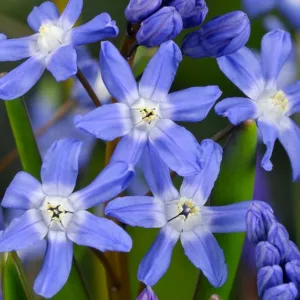 Scilla sardensis, Lesser Glory of the Snow, Chionodoxa sardensis, Spring Bulbs, Spring Flowers, Blue Flowers, Blue Spring Flowers