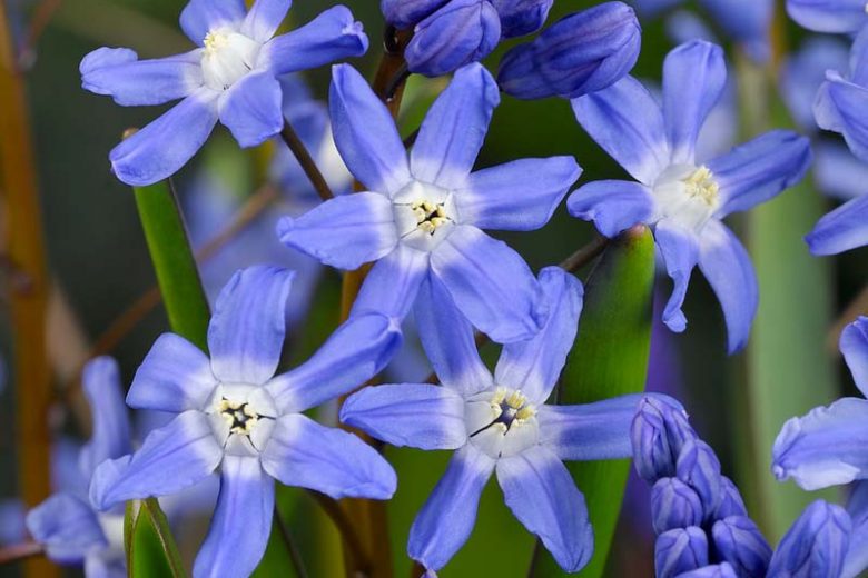 Scilla sardensis, Lesser Glory of the Snow, Chionodoxa sardensis, Spring Bulbs, Spring Flowers, Blue Flowers, Blue Spring Flowers