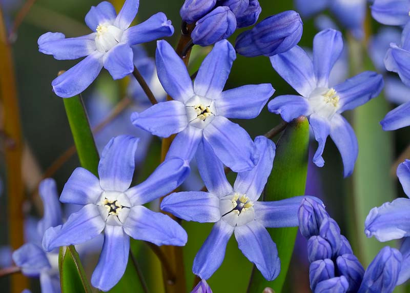 Scilla sardensis (Lesser Glory of the Snow)