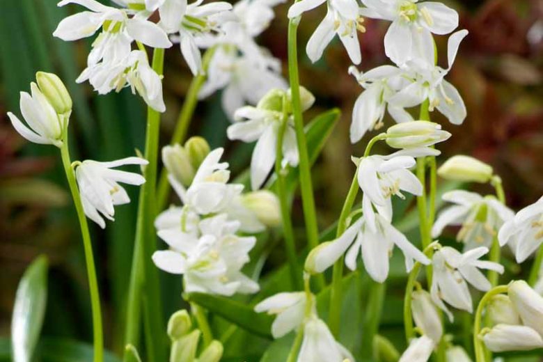 Scilla Siberica Alba, Siberian Squill Alba, Spring Bulbs, Early spring flowers, While flowers, White Siberian Squill