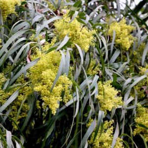 Searsia lancea, African Sumac, Willow Rhus, Black Karee, Rhus lancea, Evergreen Trees, Yellow Flowers
