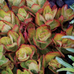 Sedum Birthday Party, Stonecrop Birthday Party, Ice Plant Birthday Party, Sedum telephium 'Birthday Party', Showy Sedum 'Birthday Party', Hylotelephium 'Birthday Party', Pink Sedum