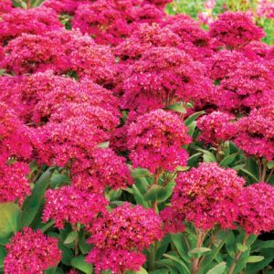Sedum 'Class Act', Stonecrop 'Class Act', Sedum telephium 'Class Act', Showy Sedum 'Class Act', Red Sedum, Red Stonecrop, Hylotelephium 'Class Act'