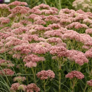 Sedum Autumn Fire, Stonecrop 'Autumn Fire', Sedum telephium 'Autumn Fire', Showy Sedum 'Autumn Fire', Hylotelephium 'Autumn Fire', Pink Sedum, Rose Sedum, Black Sedum