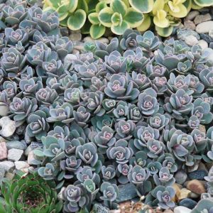 Sedum SUNSPARKLER® Blue Elf', Sedum 'Blue Elf', SUNSPARKLER® Series, Blue Sedum, evergreen groundcover