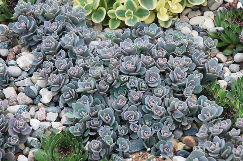 Sedum SUNSPARKLER® Blue Elf', Sedum 'Blue Elf', SUNSPARKLER® Series, Blue Sedum, evergreen groundcover