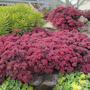 Sedum SUNSPARKLER® 'Dazzleberry', Sedum 'Dazzleberry', SUNSPARKLER® Series, Red Sedum, Red Succulent, Burgundy Sedum, Burgundy Succulent