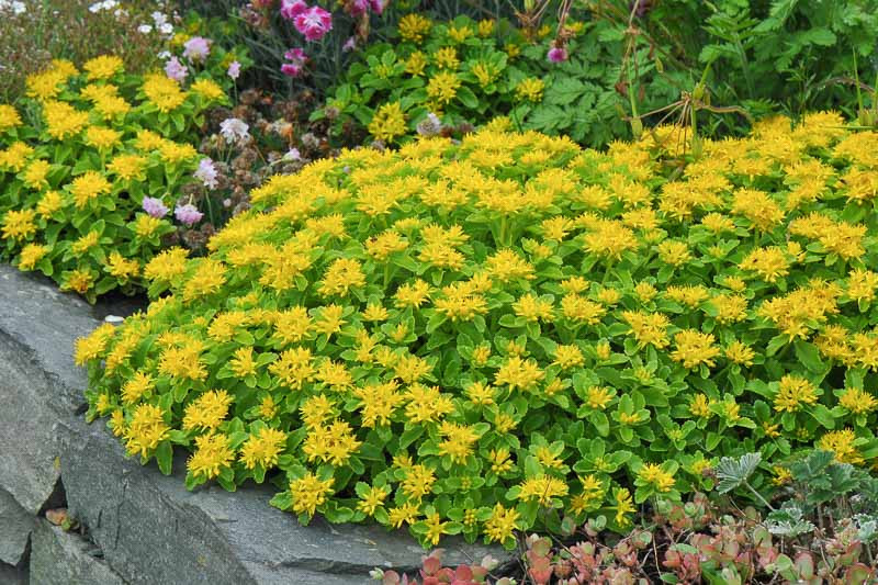 Sedum kamtschaticum (Orange Stonecrop)