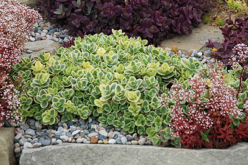 Sedum SUNSPARKLER® Lime Twister', Sedum 'Lime Twister', SUNSPARKLER® Series, Variegated Sedum, evergreen groundcover