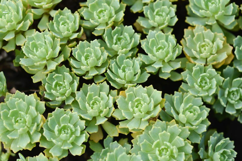 Sedum pachyclados (Gray Stonecrop)