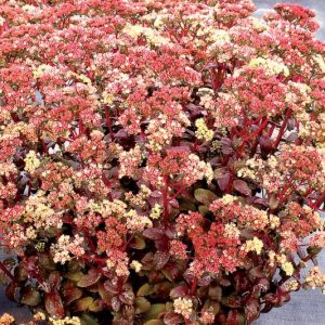 Sedum Peach Pearls, Stonecrop 'Peach Pearls', Sedum telephium 'Peach Pearls', Showy Sedum 'Peach Pearls', Hylotelephium 'Peach Pearls', Burgundy Sedum