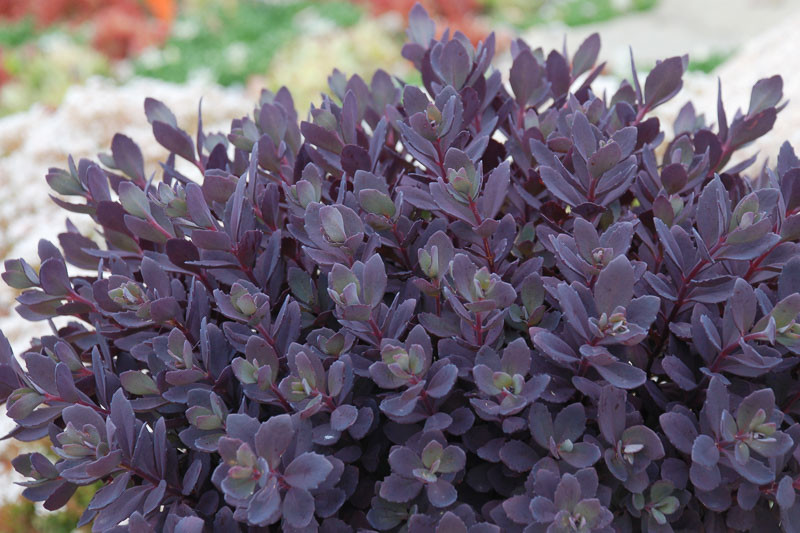 Sedum SUNSPARKLER® 'Plum Dazzled', Sedum 'Plum Dazzled', SUNSPARKLER® Series, Red Sedum, Red Succulent, Burgundy Sedum, Burgundy Succulent