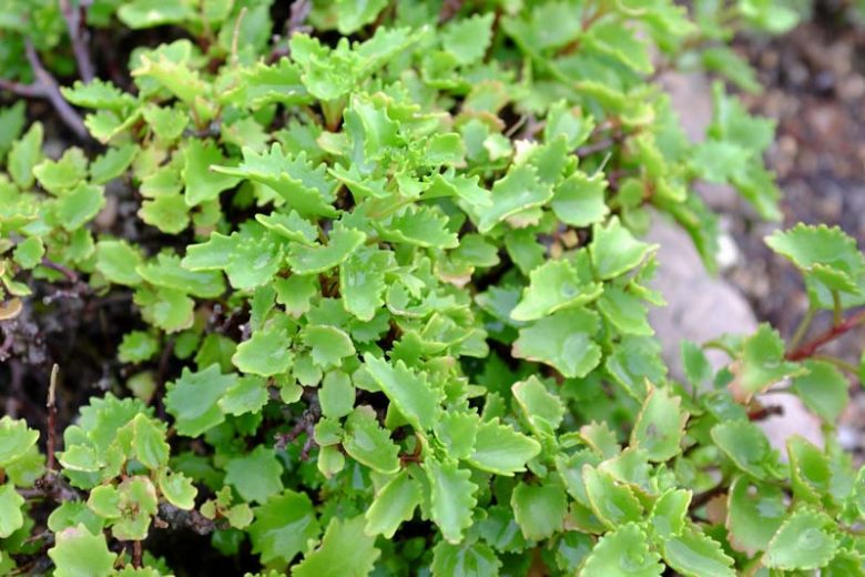 Sedum populifolium, Poplar-Leaved Stonecrop, Showy Stonecrop, Anacampseros populifolia, Hylotelephium populifolium , Evergreen Shrub, Evergreen Sedum