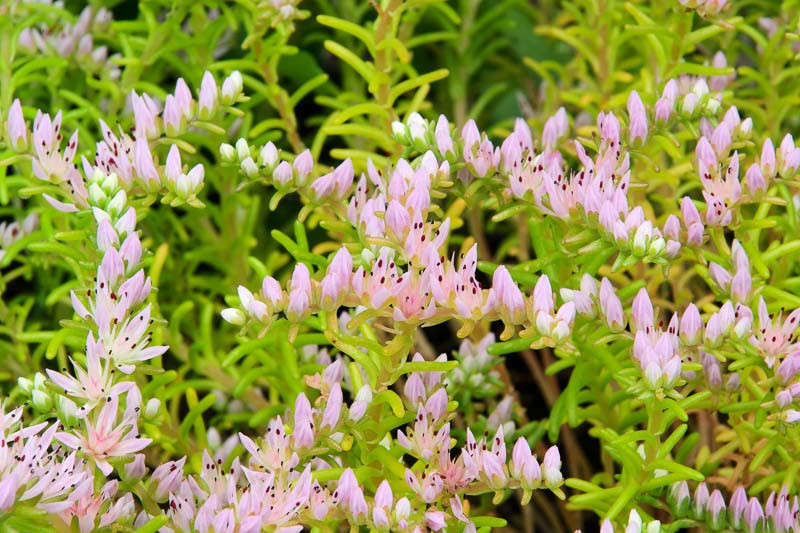 Sedum pulchellum, Widowscross, Widow's Cross, Sea Star, Chetyson pulchella, Chetyson vigilimontis, Sedum vigilimontis, Pink Sedum, Pink Flowers, Native Sedum