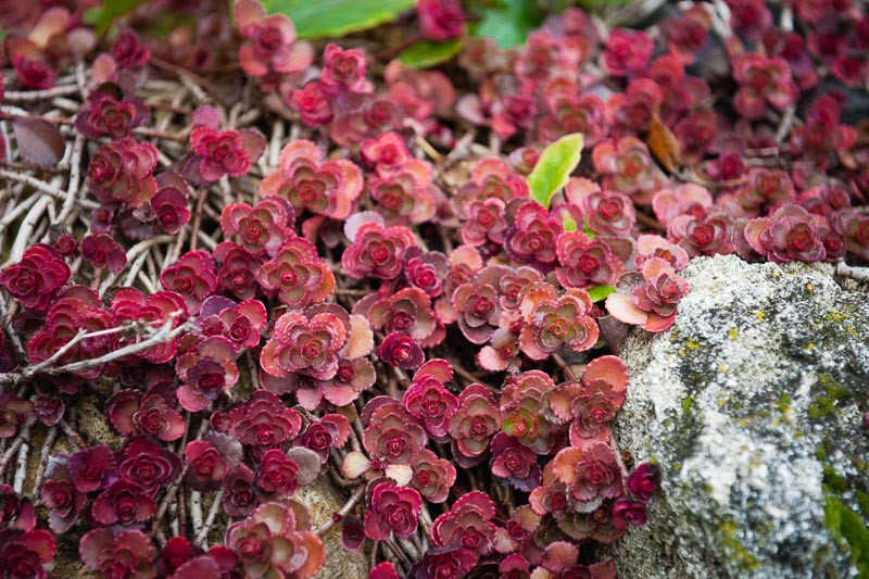 Sedum spurium ‘Red Carpet’ (Caucasian Stonecrop)
