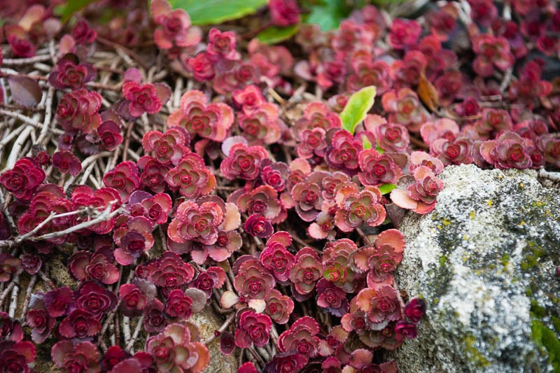 Sedum Spurium Red Carpet Caucasian Stonecrop