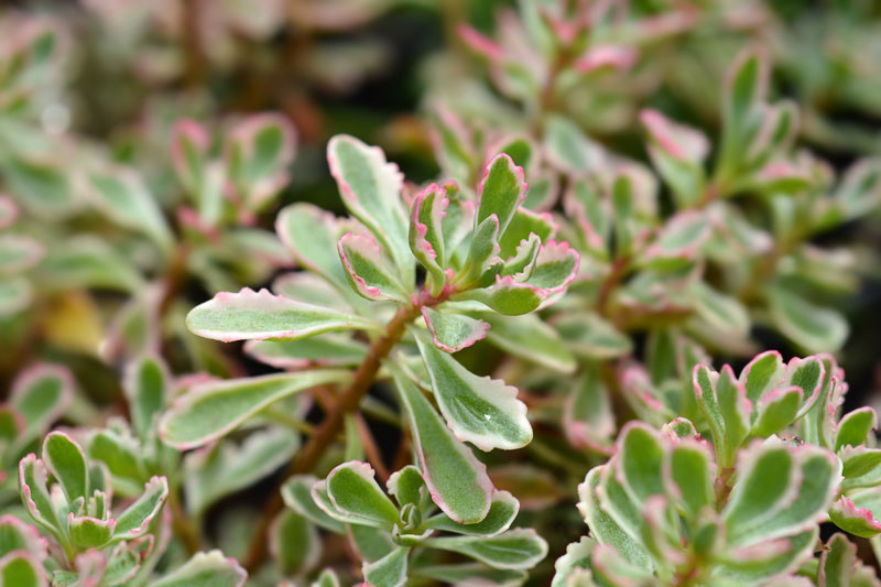 Sedum spurium ‘Tricolor’,Stonecrop 'Tricolor', Tricolor Stonecrop, Sedum spurium 'Variegatum', Phedimus spurius 'Tricolor', Variegated Sedum, Variegated Succulent
