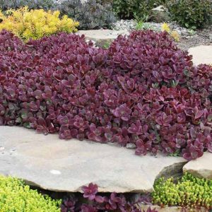 Sedum SUNSPARKLER® 'Firecracker', Sedum 'Firecracker', SUNSPARKLER® Series, Red Sedum, Red Succulent, Burgundy Sedum, Burgundy Succulent