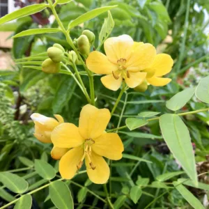 Senna ligustrina, Privet Senna, Privet Wild Sensitive Plant, Cassia bahamensis, Cassia ligustrina, Ditremexa ligustrina, Peiranisia bahamensis