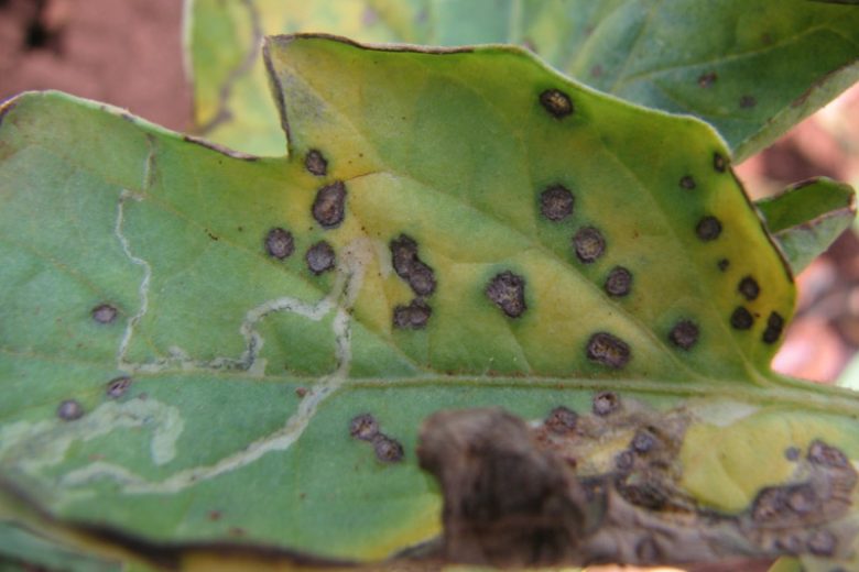 Septoria Leaf Spot, Leaf Spot,  Identify Septoria Leaf Spot, Septoria Leaf Spot Symptoms, Prevent Septoria Leaf Spot, Treat Septoria Leaf Spot