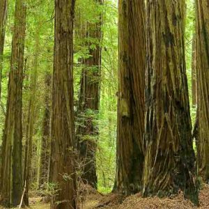 Sequoia sempervirens, Coast Redwood, Redwood, California Redwood, Coastal Sequoia, Evergreen Conifer, Attractive bark Tree