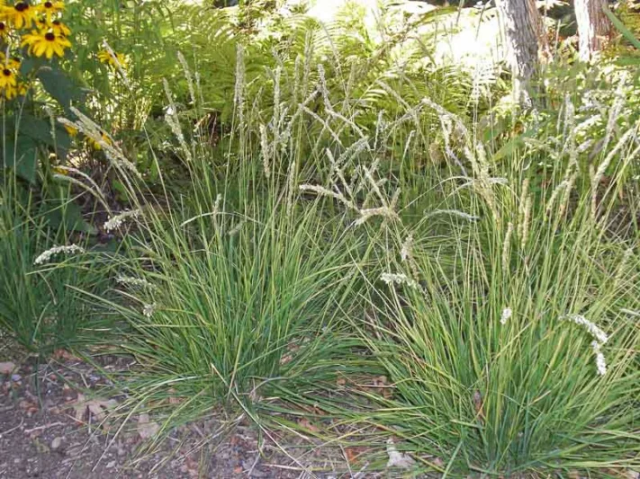 Sesleria autumnalis, Autumn Moor Grass, Evergreen Grass, Drought tolerant Grass