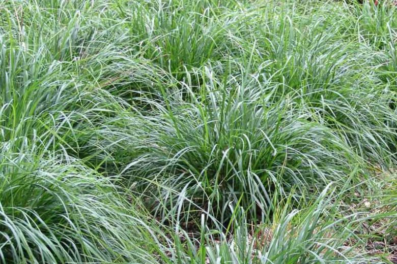 Sesleria 'Greenlee', Greenlee Moor Grass, Evergreen Grass, Drought tolerant Grass