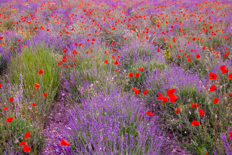 11 Tips For Growing Lavender in Hot, Dry, Desert Climates