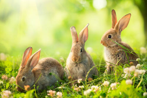 Rabbit, Rabbit resistant, Rabbit resistance, Rabbit resistant plants
