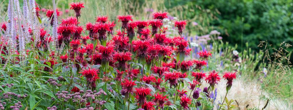 Companion Planting, Companion Plants, Monarda