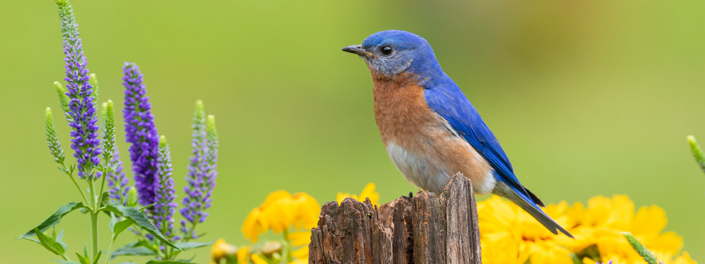 Eastern bluebird, Flower Garden, Wildlife Garden