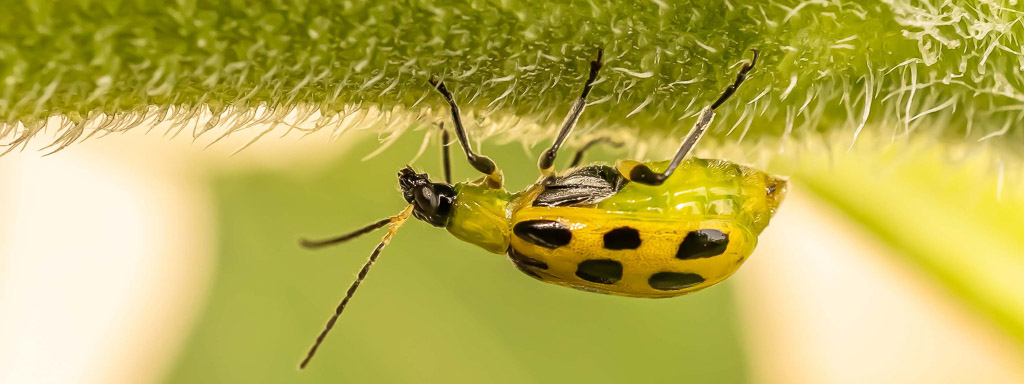 Plant Pest, Beetle, Potato Beetle, Cucumber beetle,