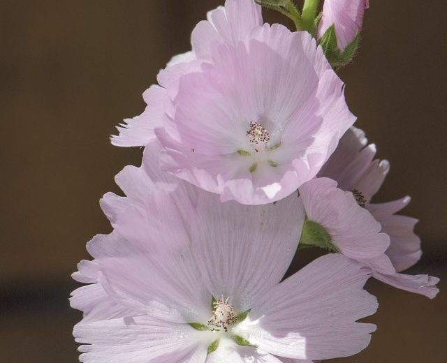 Sidalcea Sidalcea 'Elsie Heug , Checker Bloom 'Elsie Heugh', Prairie Mallow 'Elsie Heugh', Pink Mallows, Pink flowers