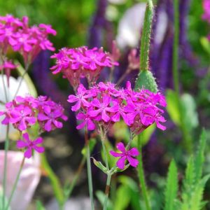 Silene Armeria, Sweet William Catchfly, Campion, None-So-Pretty, Pink flowers, Drought tolerant plants