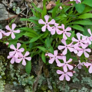 Silene caroliniana, Wild Pink, American Pink, Carolina Campion, Sticky Catchfly, Pink flowers, Drought tolerant plants