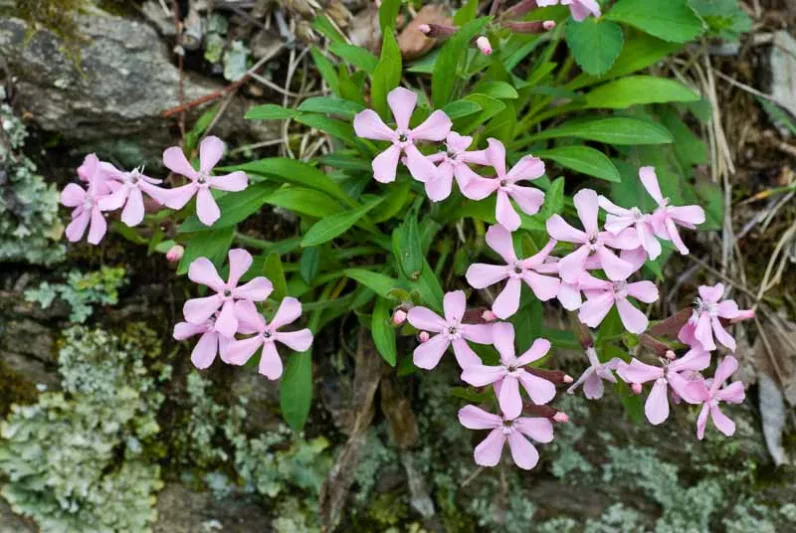 Silene caroliniana, Wild Pink, American Pink, Carolina Campion, Sticky Catchfly, Pink flowers, Drought tolerant plants