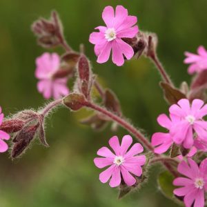 Silene dioica, Red Campion, Adder's Flower, Devil's Flower, Hare's Eye, Mother-Die, Poor Robin, Ragged Jack, Red Lychnis, Robins, Soldiers, White Soapwort, Red flowers, Drought tolerant plants