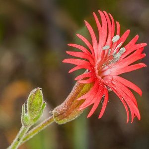 Silene laciniata, Cardinal Catchfly, Southern Indian Pink, Mexican Campion, Catchfly, Red flowers, Drought tolerant plants, California Native Plants, California Native Perennials