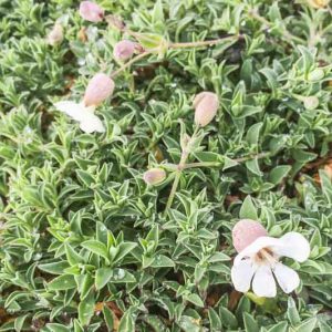 Silene uniflora, Sea Campion, White flowers, Drought tolerant plants