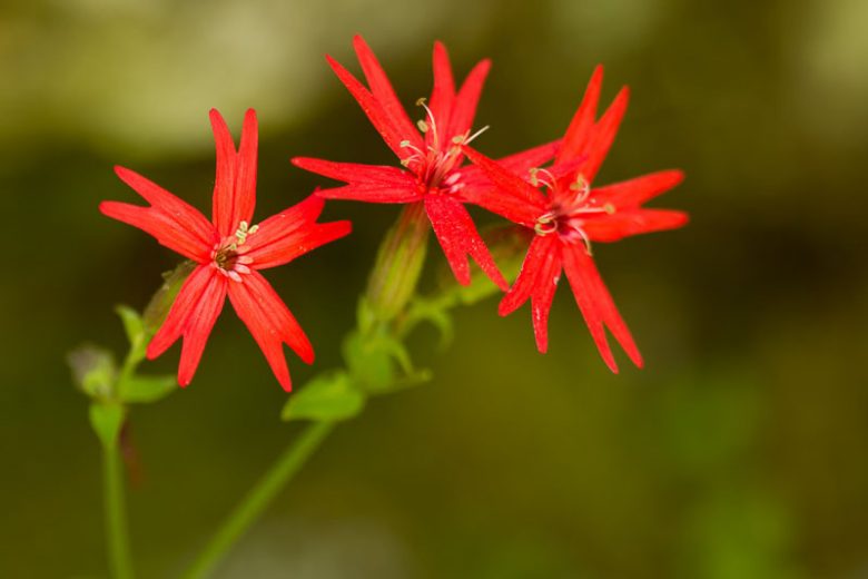 Silene virginica, Fire Pink, Cliff Pink, Red flowers, Drought tolerant plants
