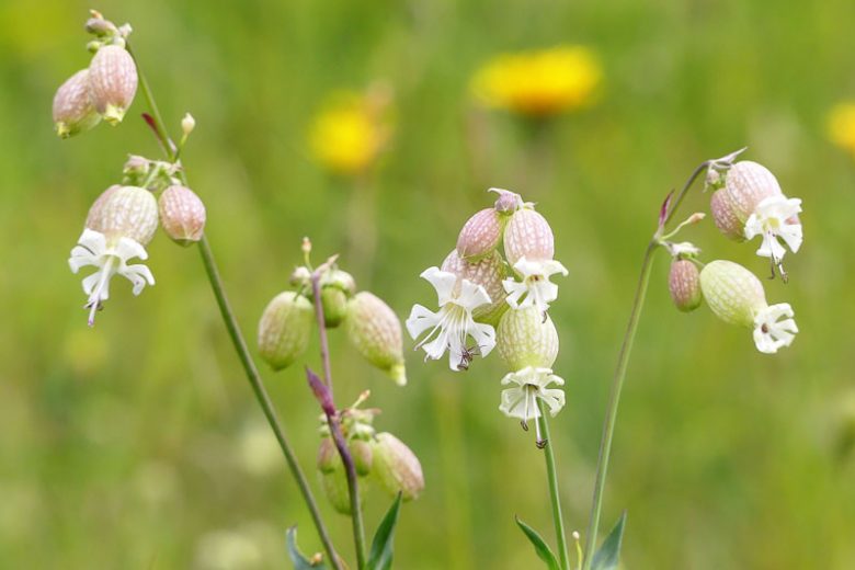 Silene vulgaris, Bladder Campion, Common Bladder Catchfly, Cowbell, Maiden's Tears, White flowers, Drought tolerant plants