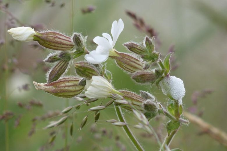 Silene zawadskii, Zawadski's Campion, Melandrium zawadskii, Saponaria zawadskii, White flowers, Drought tolerant plants