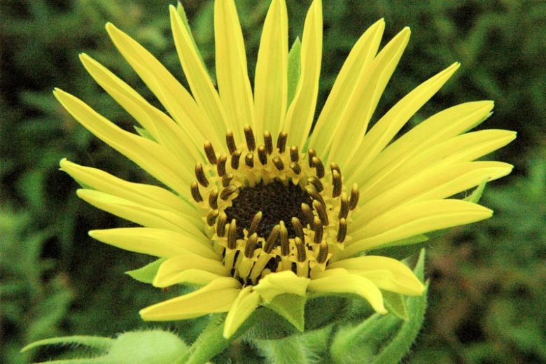 Silphium laciniatum, Compassplant, Compass Plant, Gopher Plant, Pilot Plant, Pilot Weed, Polar Plant, Ragged Cup, Rosin Weed, Yellow Flowers, Yellow Perennials