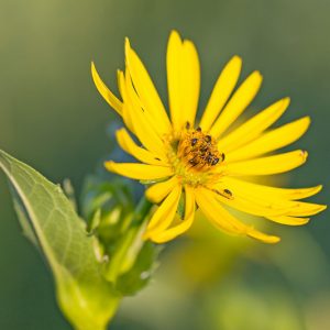 Silphium perfoliatum, Cup Plant, Indian Cup, Cup Rosin Weed, Yellow Flowers, Yellow Perennials